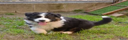 Australian Shepherd cani in vendita: Cucciola di Pastore Australiano a Provincia di Pistoia - Annuncio 6
