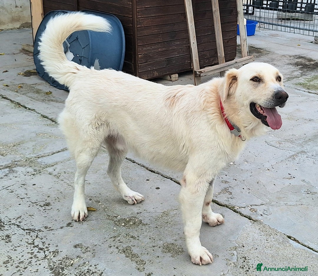 Meticcio cani in regalo: Noè 1 anno taglia grande - Annuncio 3