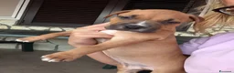 Pitbull cani in vendita: Cucciolo American Pitbull Terrier con Pedigree UKC - Annuncio 3
