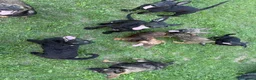 Meticcio cani in regalo: 8 LUPACCHIOTTI cuccioli super simpatici! - Annuncio 9