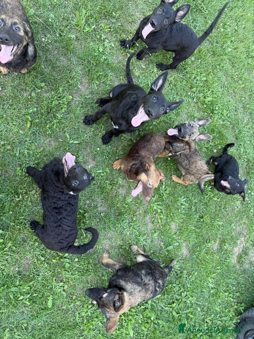 Meticcio cani in regalo: 8 LUPACCHIOTTI cuccioli super simpatici! - Annuncio 9