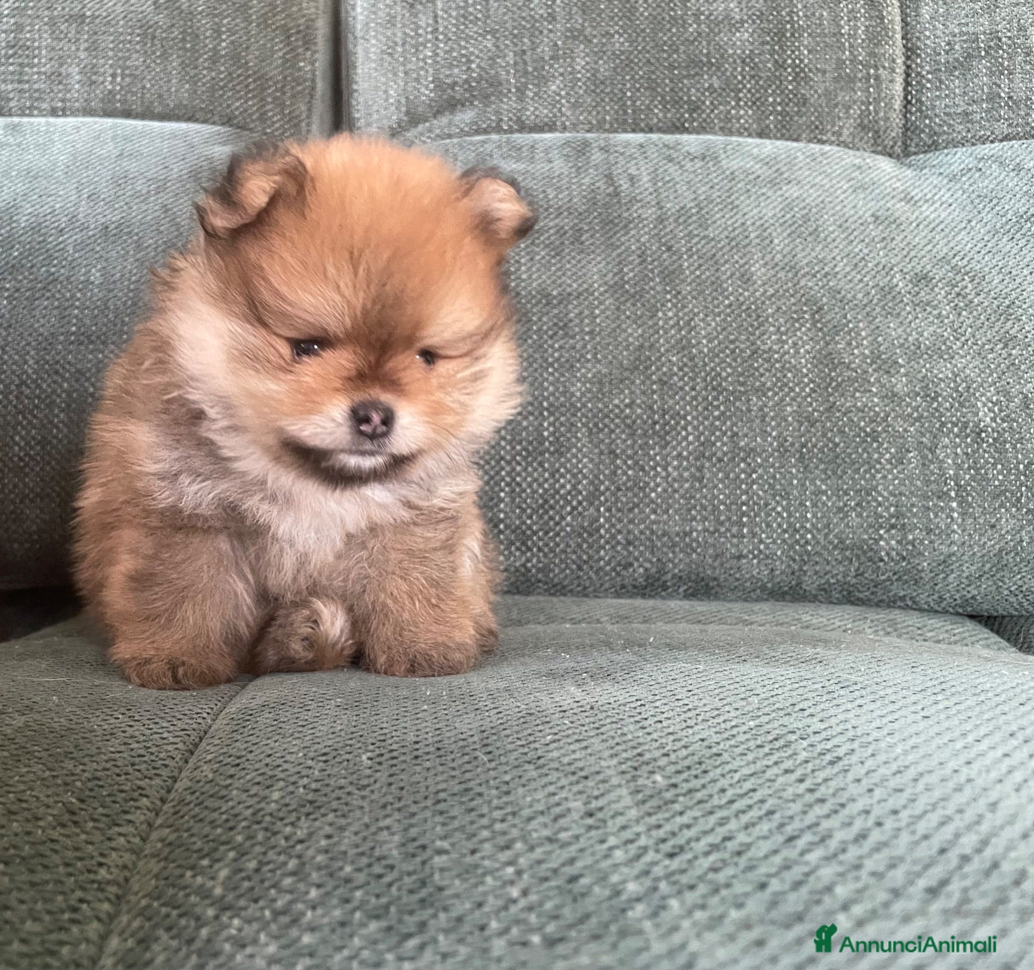 Volpino Pomerania cani Volpino di Pomerania  - Annuncio 1