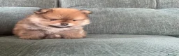 Volpino Pomerania cani in vendita: Volpino di Pomerania  - Annuncio 1