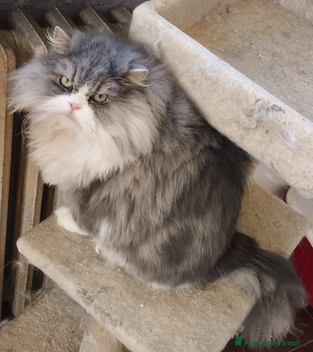 Scottish gatti in vendita: Scottish in rehoming - Annuncio 3