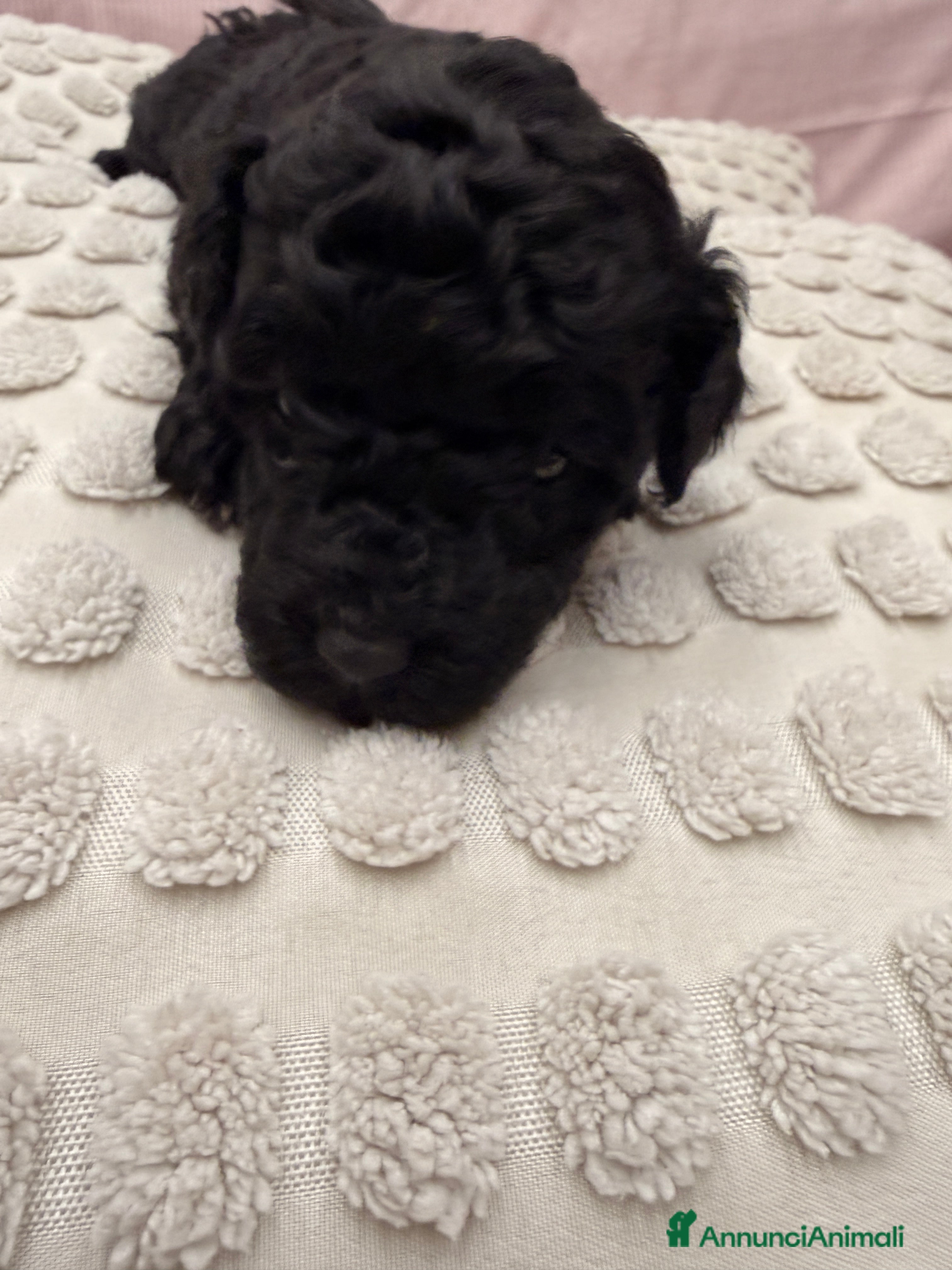 Barboncino cani Barboncino - Annuncio 3