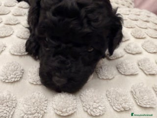 Barboncino cani Barboncino - Annuncio 1