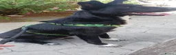 Pastore Belga cani in regalo: Cucciolo di pastore belga cerca casa  a Provincia di Catanzaro - Annuncio 3