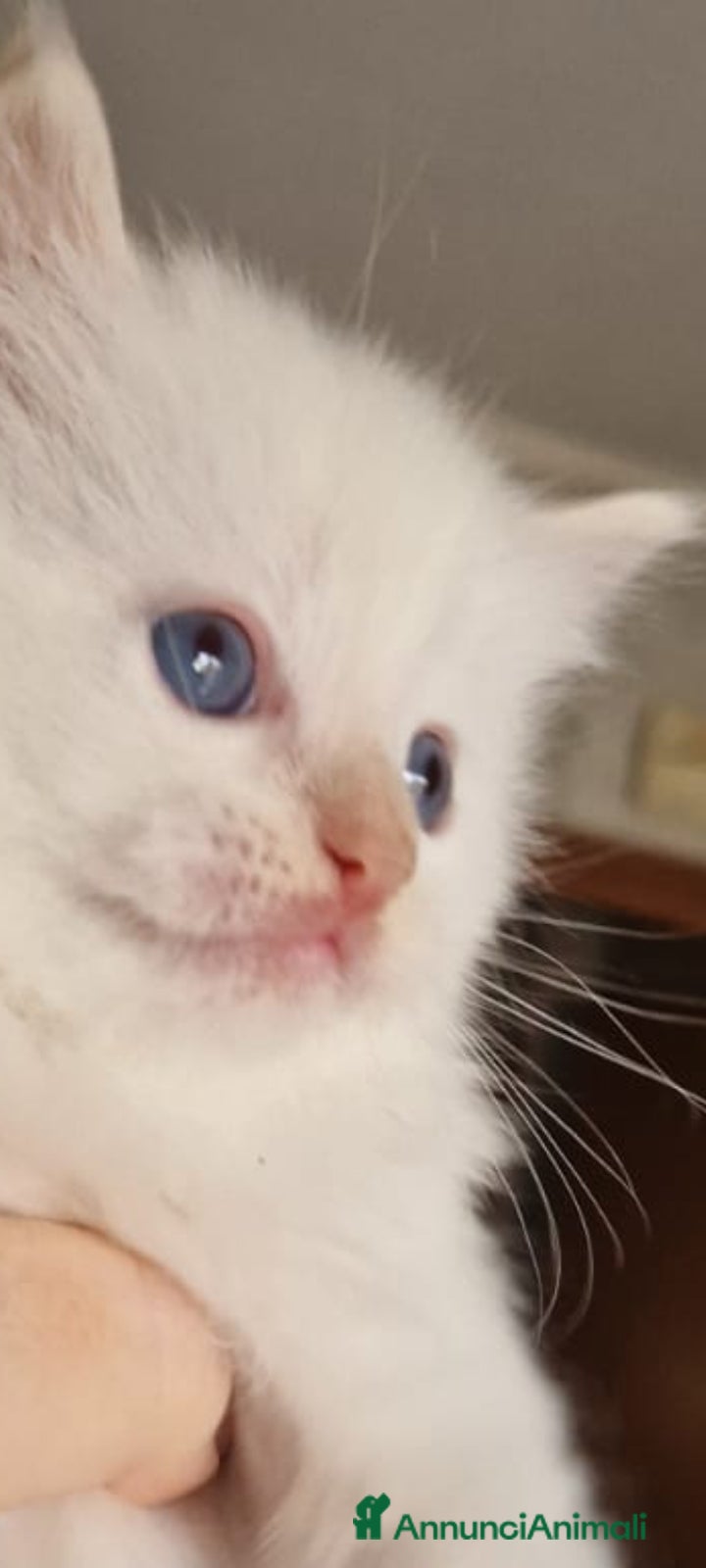 Ragdoll gatti Maschietto ragdoll red point dolcissimo - Annuncio 1