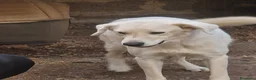 Meticcio cani in regalo: Bijoux e Tobia fratelli bravi e inseparabili - Annuncio 18