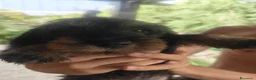 Bassotto cani in vendita: Cuccioli di bassotto a pelo duro - Annuncio 8