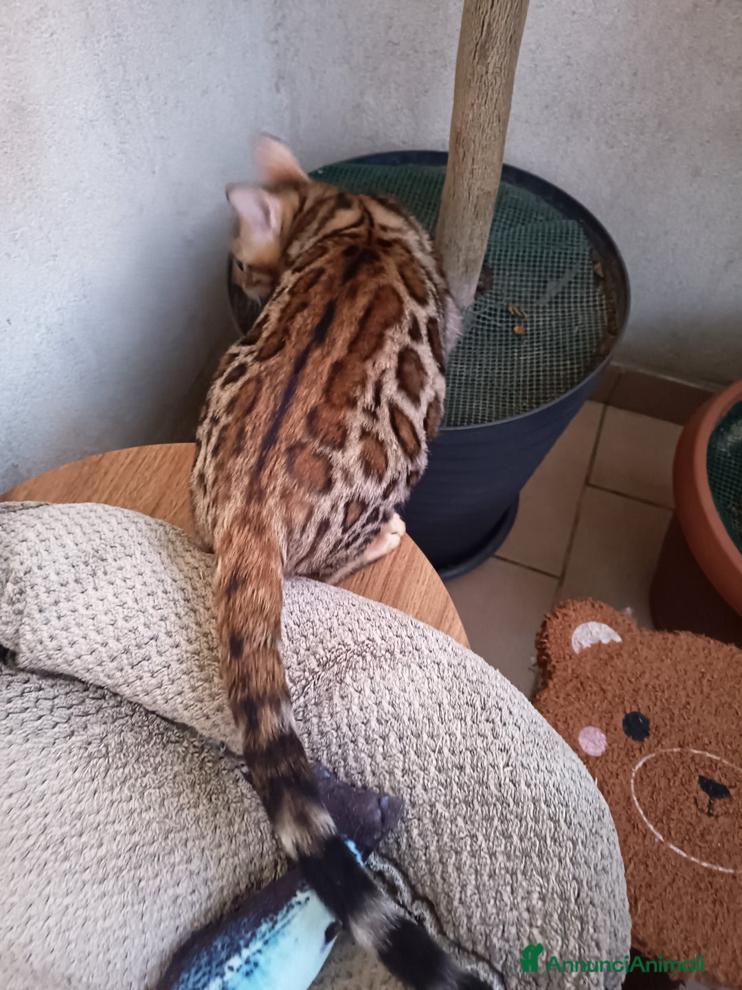 Bengala gatti in vendita: cucioli bengala  - Annuncio 13