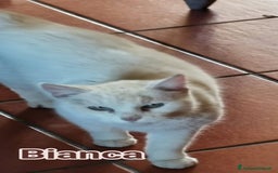 Europeo gatti in regalo: Micia bianca adulta URGENTE AIUTO SOS CASA ROMA a Città metropolitana di Milano - Immagine 2