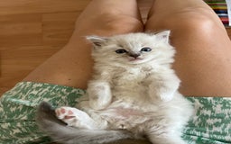 Ragdoll gatti in vendita: Cuccioli ragdoll disponibili  a Provincia di Como - Immagine 8