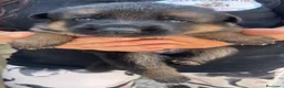 Pastore Tedesco cani in vendita: Cucciolata di pastore tedesco di alta qualità  - Annuncio 10