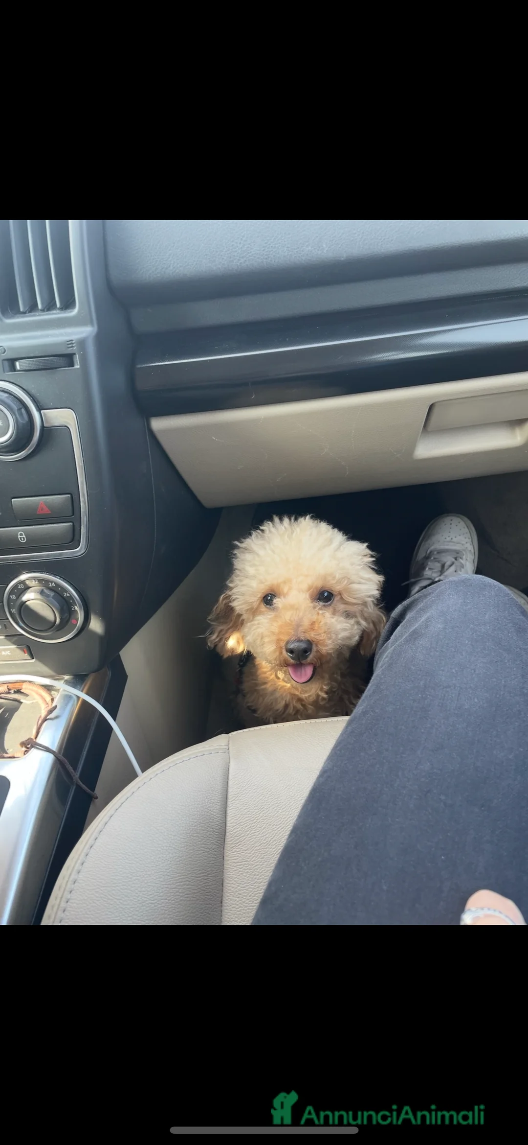 Barboncino Toy cani per accoppiamento: Barboncino toy maschio disponibile per monta  - Annuncio 8