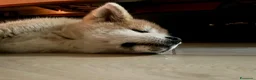 Akita Inu cani in vendita: Ultima Meravigliosa cucciola fulva  - Annuncio 7