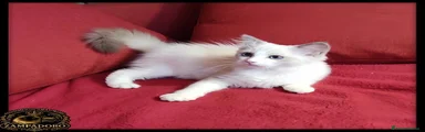 Ragdoll 1