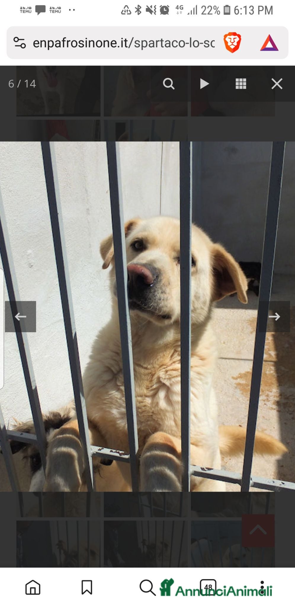 Meticcio cani Spartaco - Annuncio 32