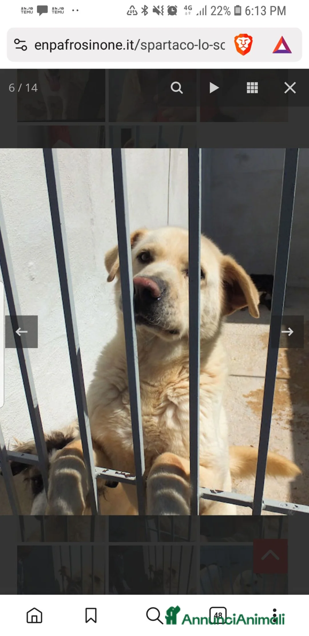 Meticcio cani in regalo: Spartaco - Annuncio 1