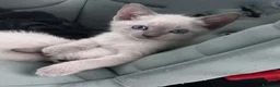 Thai gatti in vendita: Stupendi Thai - Annuncio 3