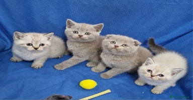 Scottish gatti a Provincia di Frosinone - Annuncio 11