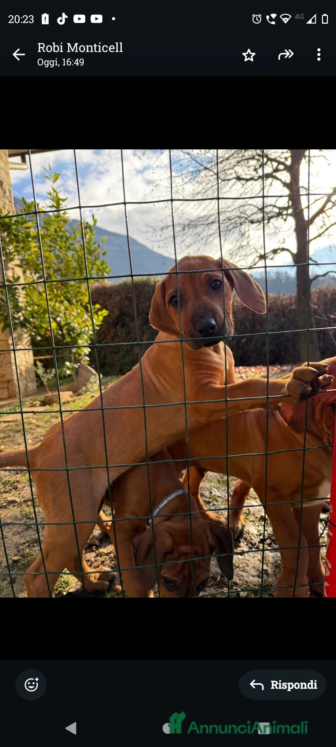 Rhodesian Ridgeback cani in vendita: Cuccioli di rhodesiano ridgeback - Annuncio 3