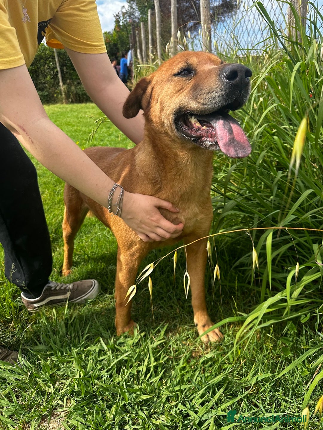 Meticcio cani in regalo: Frizzante e simpatico Orazio - Annuncio 4