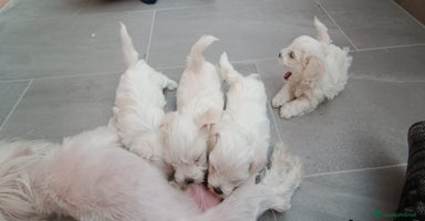 Maltese cani - Annuncio 14
