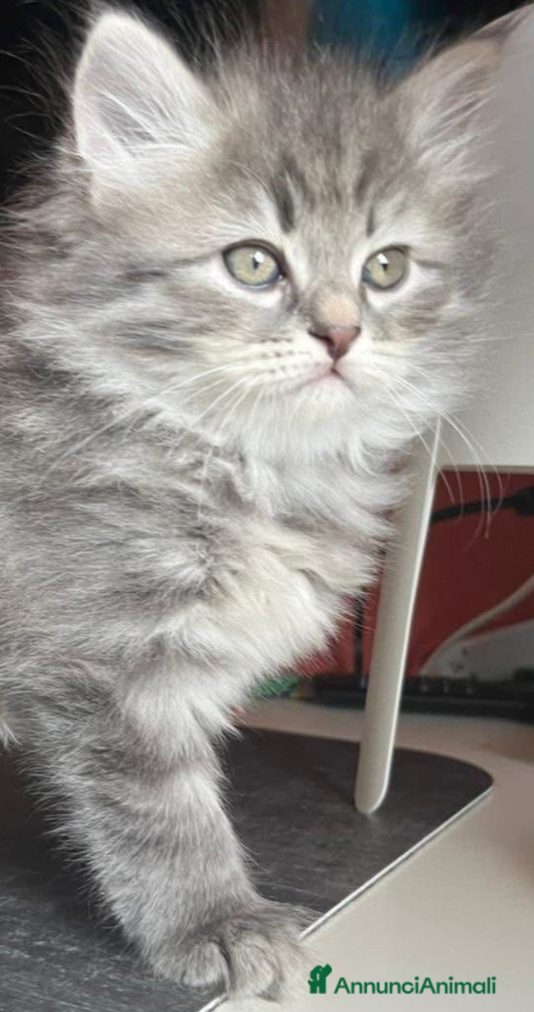 Siberiano gatti in vendita: Gatti siberiani  a Provincia di Biella - Immagine 14
