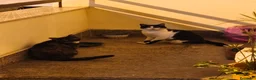 Meticcio gatti in regalo: Zac, il fascinoso  - Annuncio 3