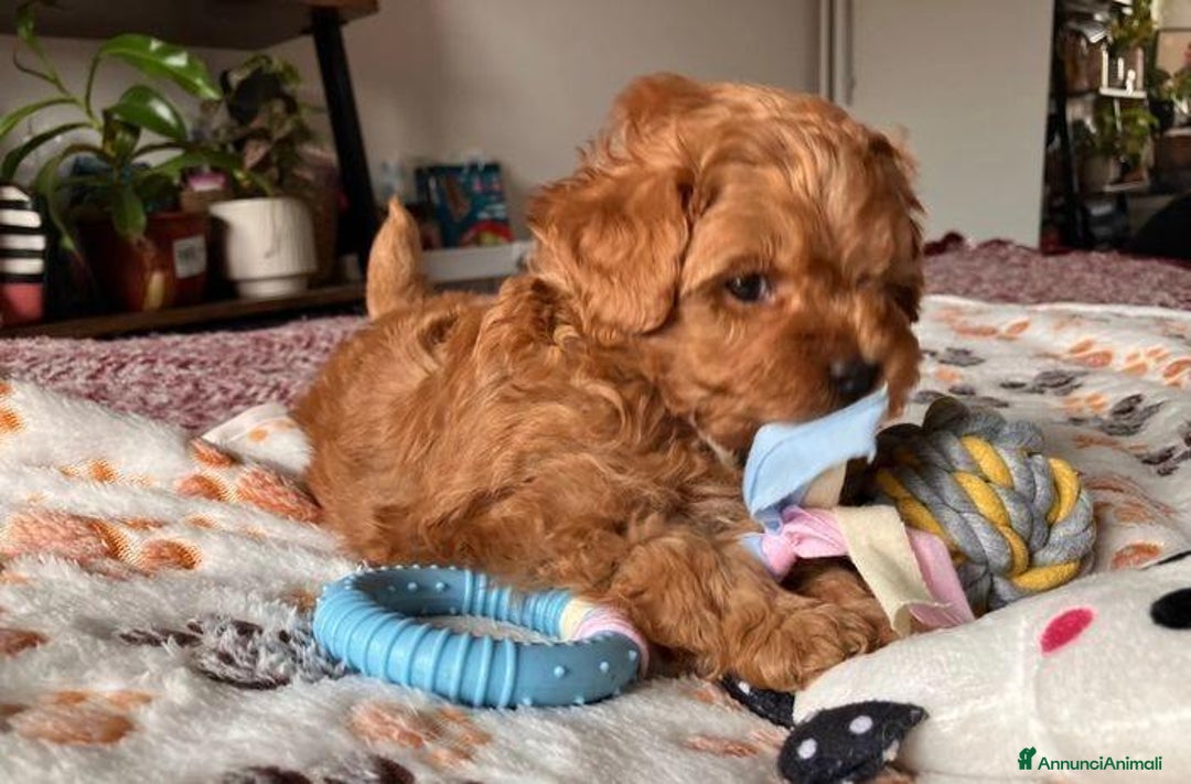Meticcio cani in vendita: Cuccioli di Maltipoo - Immagine 12