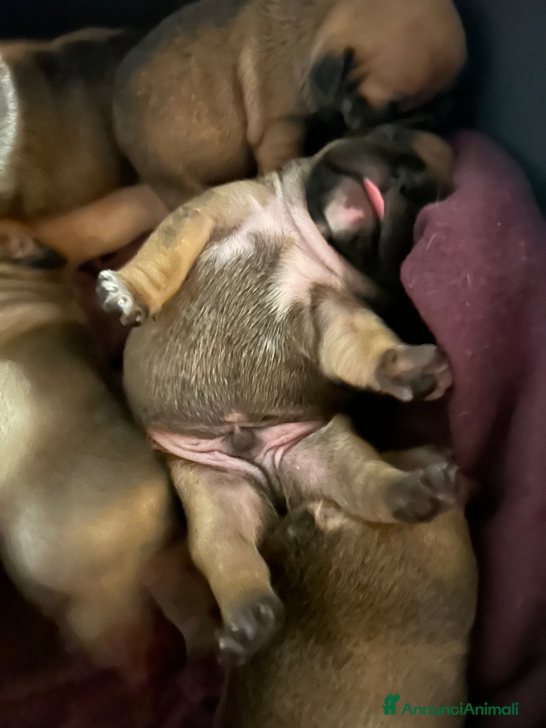 Bulldog Francese cani in vendita: cuccioli di Bulldog francese Red  - Annuncio 15