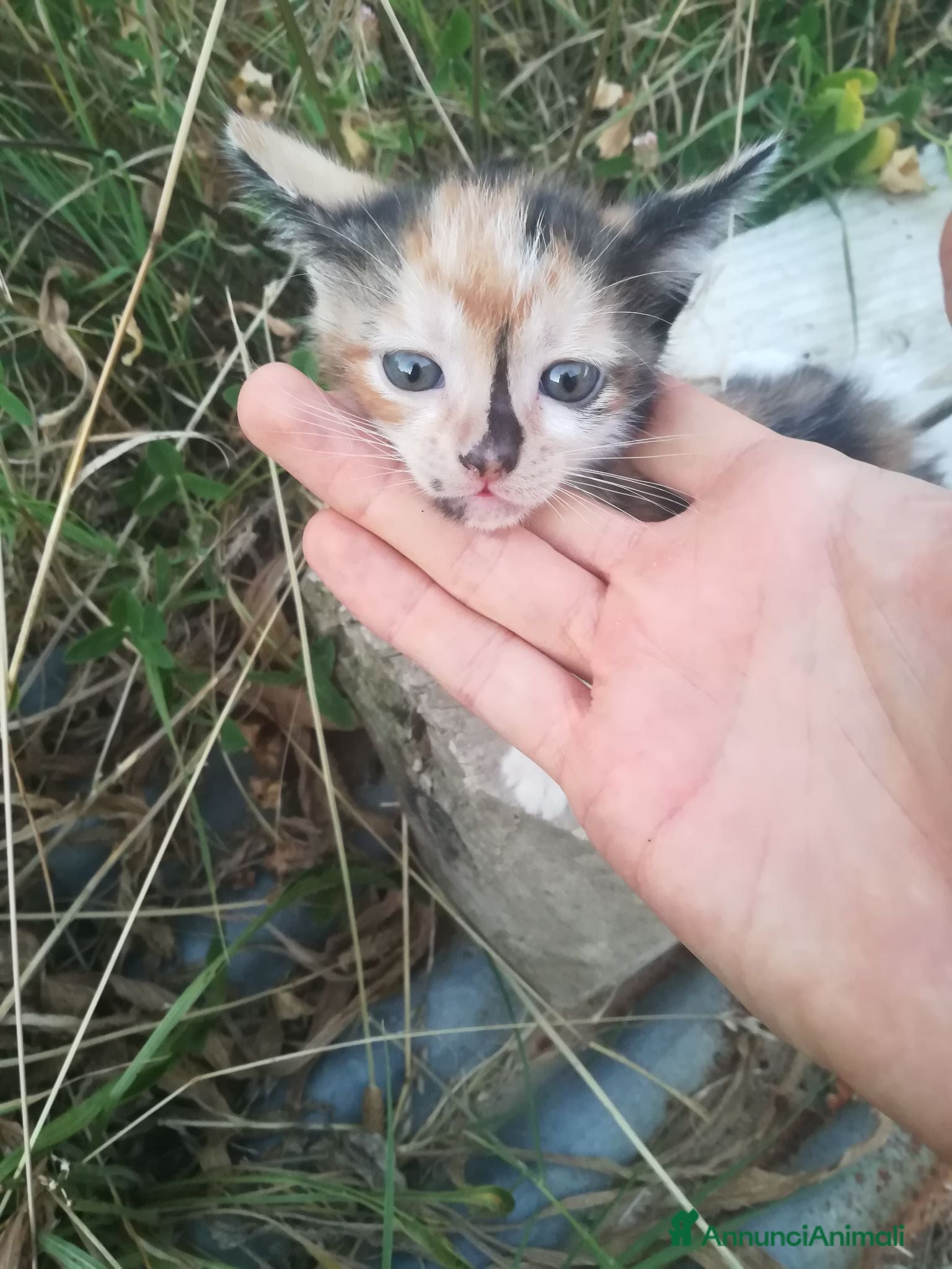Europeo gatti GATTINI - Annuncio 1