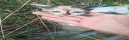 Europeo gatti in regalo: GATTINI - Annuncio 1