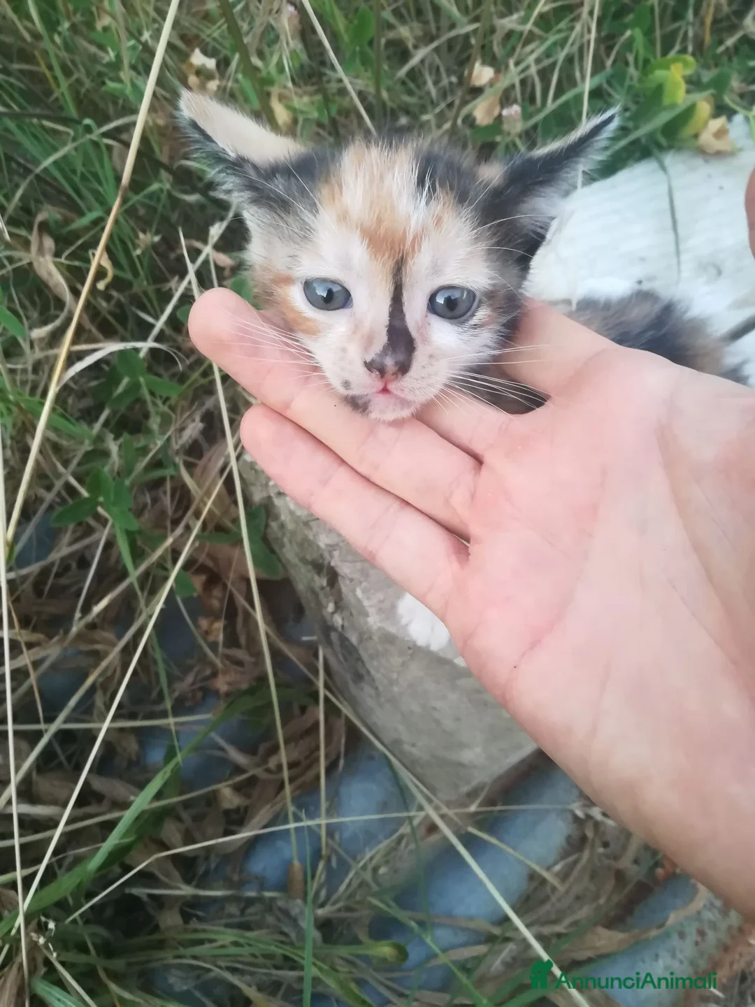 Europeo gatti in regalo: GATTINI - Annuncio 1