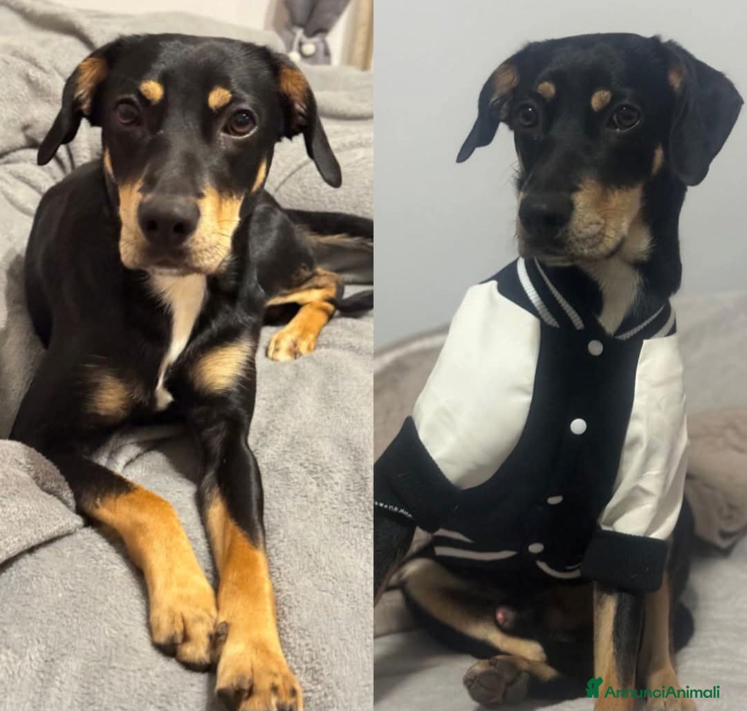 Meticcio cani Cagnolino di taglia media  - Annuncio 9