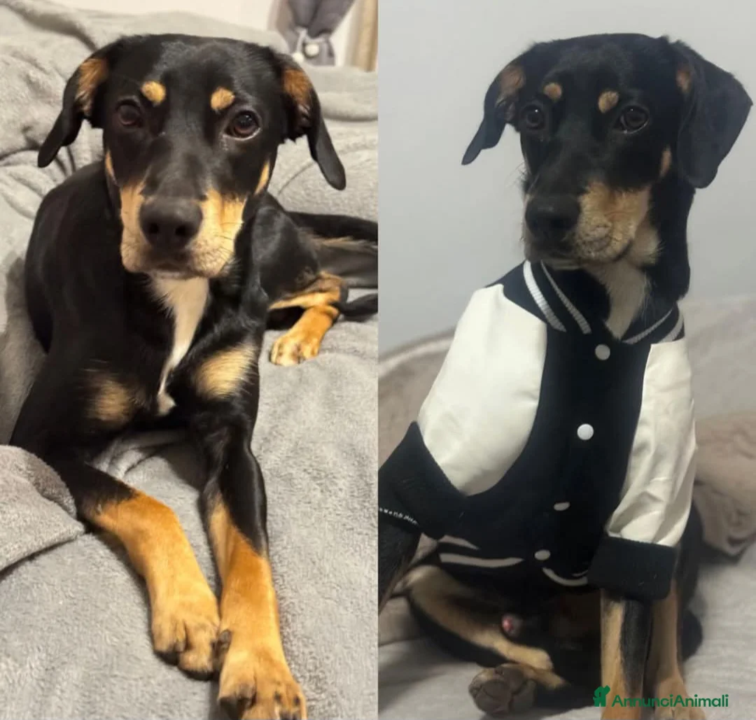 Meticcio cani in regalo: Cagnolino di taglia media  - Annuncio 1