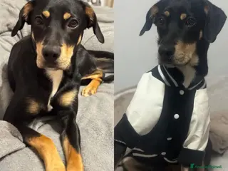 Meticcio cani Cagnolino di taglia media - Annuncio 15