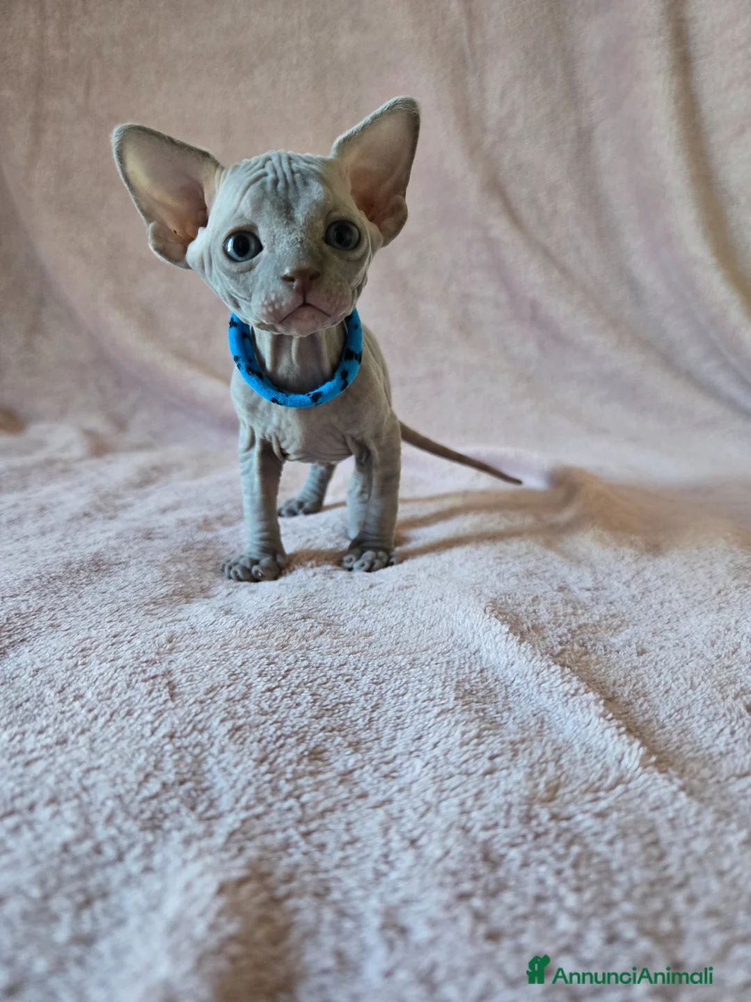 Sphynx gatti in vendita: Cuccioli Sphynx Blu e Neri - Annuncio 2