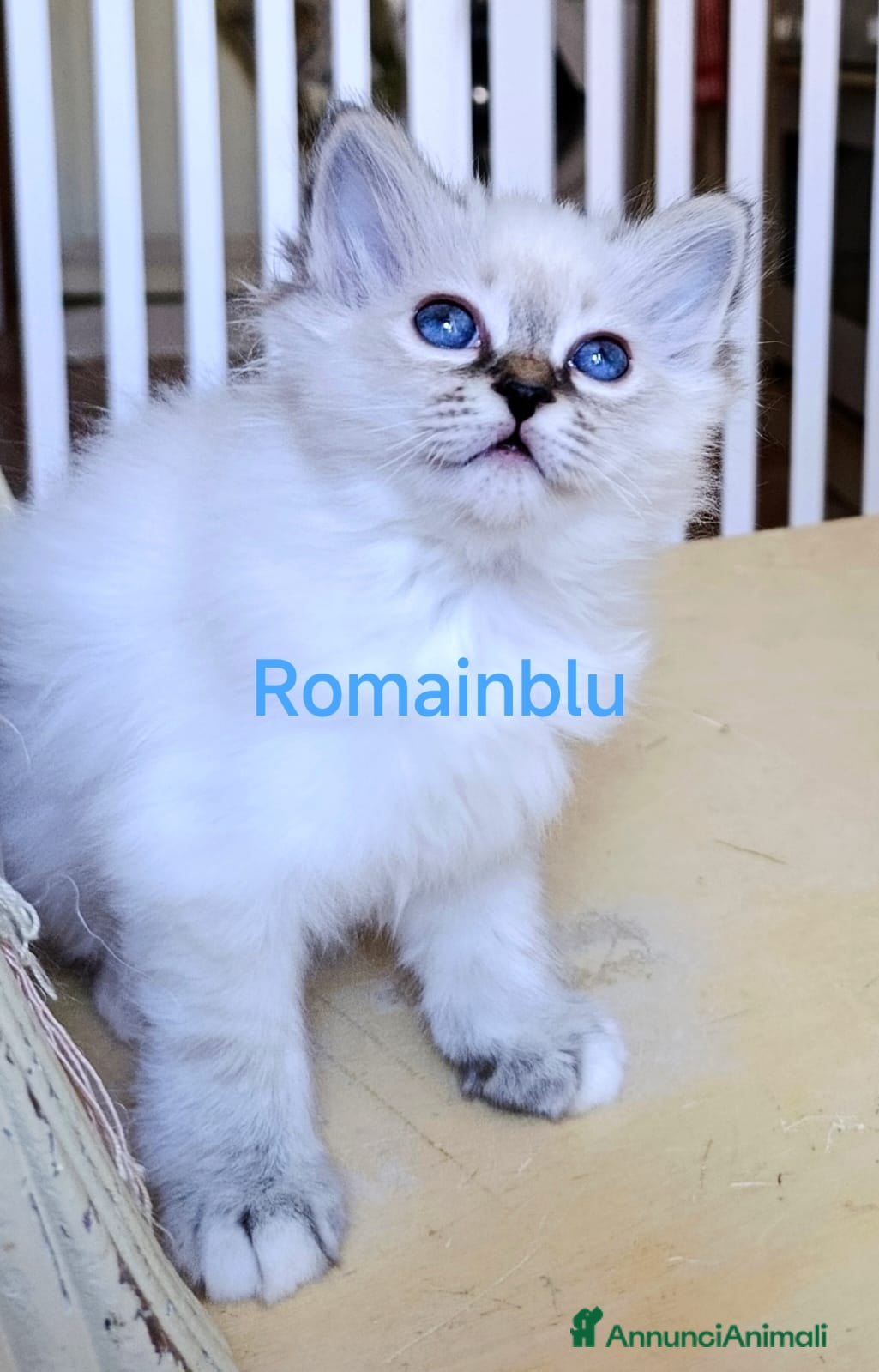 Sacro di Birmania gatti Cucciolo sacro di Birmania  - Annuncio 23