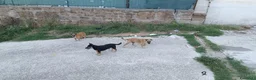 Meticcio cani in regalo: Triade di meticci - Annuncio 2