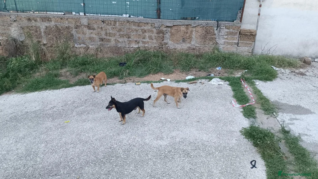 Meticcio cani in regalo: Triade di meticci - Annuncio 2