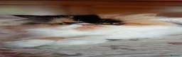 Persiano gatti per accoppiamento: Sheila - Annuncio 3