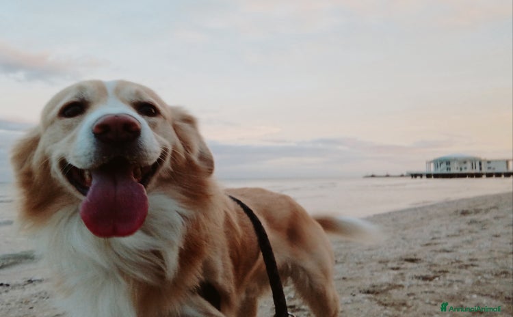 Meticcio cani a Provincia di Ancona - Annuncio 5