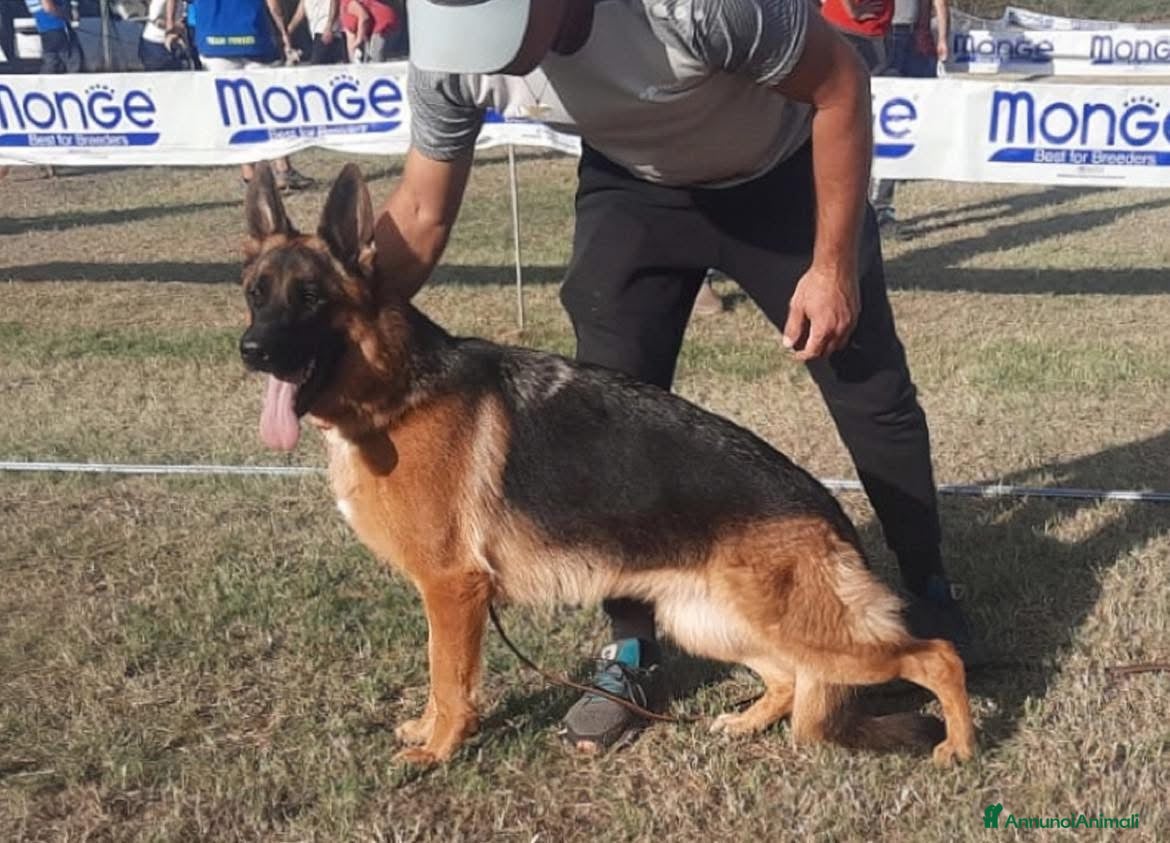 Pastore Tedesco cani Pastore tedesco  - Annuncio 9