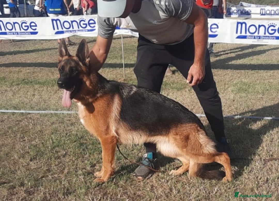Pastore Tedesco cani in vendita: Pastore tedesco  - Annuncio 1