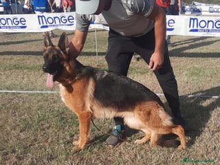 Pastore Tedesco cani Pastore tedesco - Annuncio 4