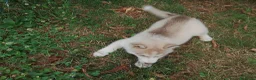 Husky cani in vendita: Siberian husky  - Annuncio 10