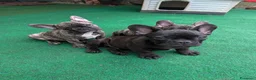 Bulldog Francese cani in vendita: Cuccioli bulldog francese - Annuncio 1