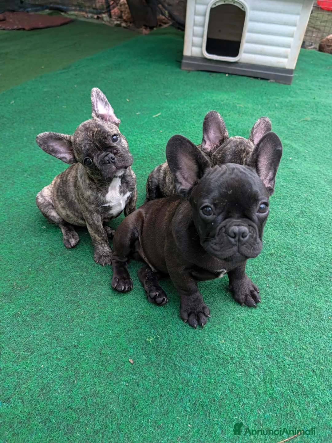 Bulldog Francese cani in vendita: Cuccioli bulldog francese - Annuncio 1